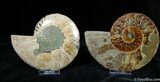 Inch With Cut And Polished Ammonite #385-1